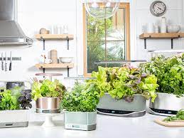 What Can I Grow In An Indoor Garden