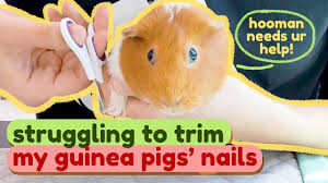 t my guinea pigs nails the