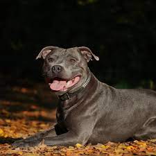 american staffordshire pit bull terrier