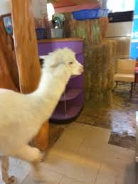 snow the oia cafe alpaca picture of