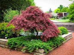 The Complete Japanese Maple Guide The Tree Center