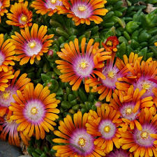 It grows on a small tree and its blossoms are pink, white or red. How To Grow And Care For Ice Plant Delosperma High Country Gardens