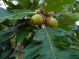 Букови — fagaceae — са високи и силно разклонени дървета. Kultiviran Db Cultivate Oak