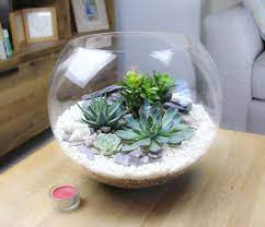 Extra Large Glass Globe Terrarium Kit