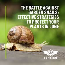 the battle against garden snails
