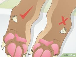 how to care for a dog s dew claw 10