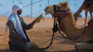 The test of the head is to find a camel, it's a test to see who can develop alzheimer's. Camel Beauty Competitions Turn Ugly Amid Scandal Pm360