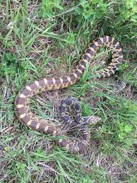 Discover how long bullsnake and gopher snake lives. Bullsnake Or Gophersnake What S The Difference If You Re In Arizona You May Be Surprised Rattlesnake Solutions