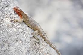 Gecko Vs Lizard Difference And Comparison Diffen