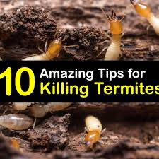 killing termites hands on tricks for
