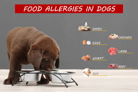 dog food allergies oakland veterinary