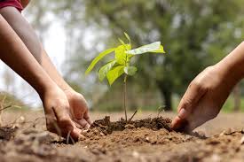 les mains d'un petit garçon aident les adultes à faire pousser de petits  arbres dans le jardin 2140557 Banque de photos