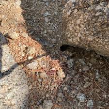 Check spelling or type a new query. Are These Snake Holes Rattlesnake Solutions