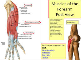 Actions.—these muscles act upon the forearm, the wrist, and hand. Ppt Muscles Of The Forearm Powerpoint Presentation Free Download Id 2927215