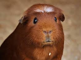 what do guinea pigs eat as pets vet