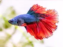how-old-are-betta-fish-from-petsmart
