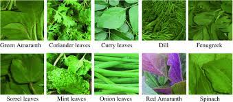 common indian leafy vegetables based