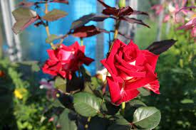 how to grow rose plant growing