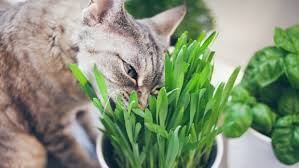 paws off diys to keep your plants