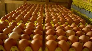 I never truly thought donating my eggs would be an option i would need to pursue. Eggs Q A How Many Dozen Eggs Do Canadian Egg Farmers Produce Each Year Get Cracking