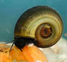 The snail population doesn't appear to be bothered by the in this video we will show you apple snails eggs hatching in this video we will show how to hatch ramshorn snails eggs. Ramshorn Snails Detailed Guide Care Diet And Breeding Shrimp And Snail Breeder