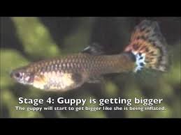 Stages Of A Guppys Pregnancy Youtube