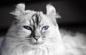 15 Cat Breeds That Didn't Exist 100 Years Ago