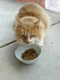 Try whipping up a batch of these easy, homemade cat treats. Cat Food Wikipedia