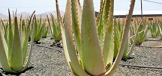 Die aloe vera wächst bevorzugt in tropischen und subtropischen gebieten. Fuerteventura Pflanzen Original Aloe Vera Produkte Direkt Auf Fuerteventura Kaufen Urlaub Auf Fuerteventura