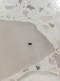 carpet beetle larvae or bed bug larvae