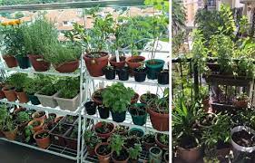 How To Do Gardening In Small Balcony