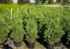 The foliage is dense and hides much of the trunk. Leyland Cypress Hedge A Perfect Privacy Screen Plantingtree