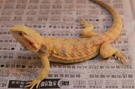The Inland Bearded Dragon And How Its Transformed The Pet