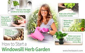 windowsill herb garden herbazest