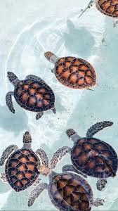 aesthetic turtle wallpapers top free