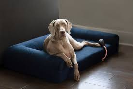 ultra vel orthopedic dog couch