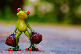 Free Images : sweet, flower, animal, cute, travel, green, red, holiday,  frog, amphibian, toy, luggage, fun, figure, funny, farewell, macro  photography, on the go, go away, holdall, time to go 4512x3000 - -