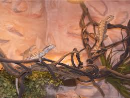 Background Fake Rock Walls For Reptiles