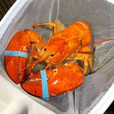 cheddar the rare orange lobster is
