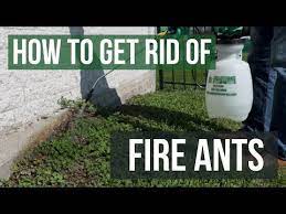 how to get rid of fire ants 4 easy