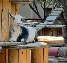 goat playground ideas easy ways to