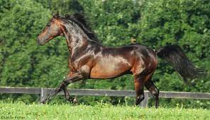 Secrets To A Horse S Shiny Coat Horse