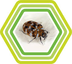 varied carpet beetle anthrenus