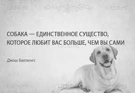 🐶 Цитаты о собаках 🐶 | °Собаки RUS° Amino