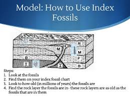 Index Fossil Record This Is What The Scientists Have Put