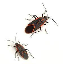 Florida red and black weaver bug. Boxelder Bugs How To Get Rid Of Boxelder Bugs