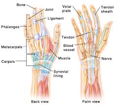 Learn vocabulary, terms and more with flashcards, games and other study tools. Wrist Anatomy Aoa Orthopedic Specialists