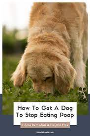 how to get a dog to stop eating