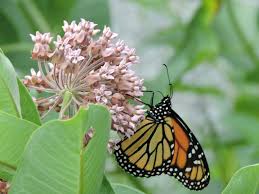 protecting western monarchs u s