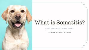 soft tissues in the mouth in dogs
